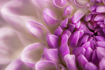 Background from flowers. Part of a blooming rose flower.