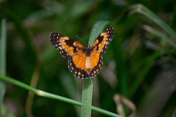 The beauty of the Atlantic Forest butterflies (Chlosyne lacinia) in the city of Apiaí, Brazil