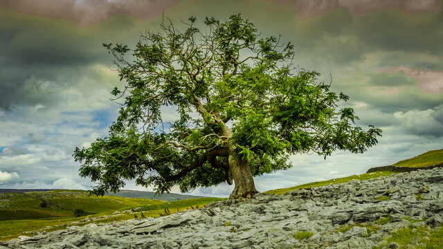 Lone tree at Pot Scar above Feizor in the Yorkshire Dales