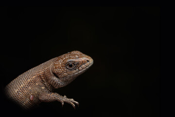 Common European wall lizard (Lacerta agilis) Reptile with brown, black and yellow scales. portrait...