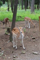 white deer