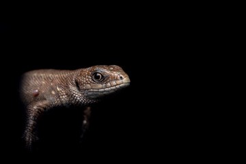 Common European wall lizard (Lacerta agilis) Reptile with brown, black and yellow scales. portrait...