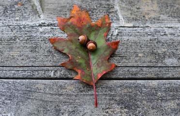 fall oak leaf  with acorns on top view, isolated wood grey background
