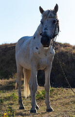 An old white stallion on a leash. The midge pesters the animal. A horse is grazing in a meadow.