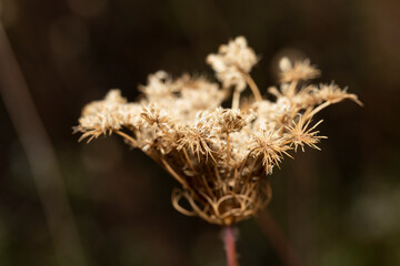 Daucus carota, wild carrot, bird's nest, bishop's lace, Queen Anne's lace, is a white, flowering...