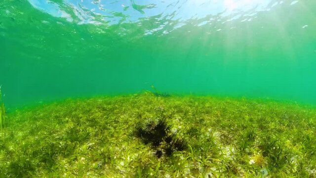 A colony of black sea urchins on the sandy bottom. Sea urchin Echinothrix diadema, commonly called diadema.