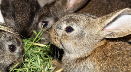 Rabbit farm. Colorful rodents. Animals eat grass.