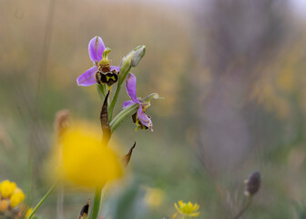 Bee orchid in meadow