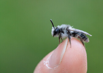 Ashy mining bee male on finger