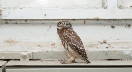 Little owl (Athene noctua), also known as the owl of Athena or owl of Minerva.