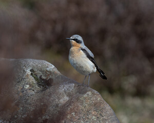 Northern Wheatear