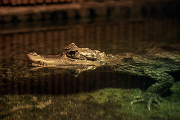 Krokodyl podczas odpoczynku