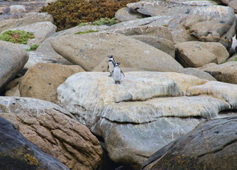 Humboldt penguins (Spheniscus humboldti) on Isla Choros, Humboldt Penguin Reserve, Punta Choros, Chile