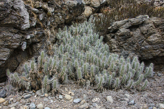 Arborescent cactus (Eulychnia acida) growing on Isla Damas, Humboldt Penguin Reserve, Punta Choros, Chile