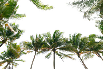 Fototapeta premium Green tropical palm leaf Tropical fresh coconut palm leaves frame isolated on white background.