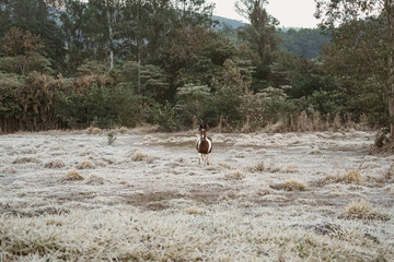 Beautiful winter landscape on harsh weather, Monte Alegre do Sul, Sao Paulo, Brasil, 30 July 2021 - lonely horse on field