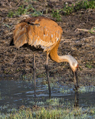 Sandhill Crane