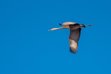 Sandhill Crane