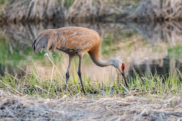 Sandhill Crane