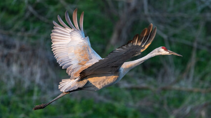 Sandhill Crane