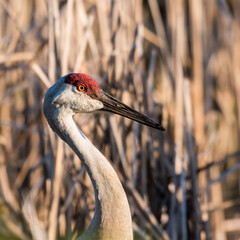 Sandhil Crane