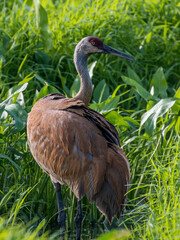 Sandhill Crane