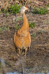 Sandhill Crane