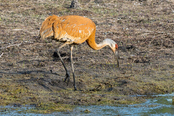 Sandhill Crane