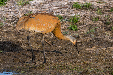 Sandhill Crane