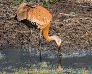 Sandhill Crane Foraging