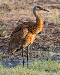 Sandhill Crane