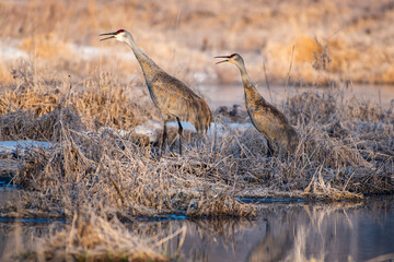 Sandhill Cranes