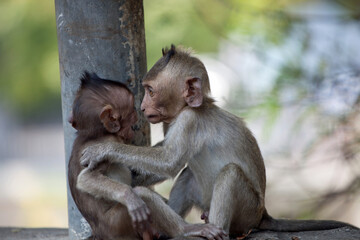 可愛いサル