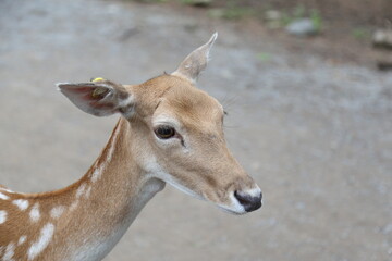 closeup of a deer in captivity