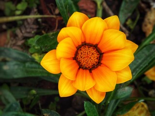 orange flower in the garden