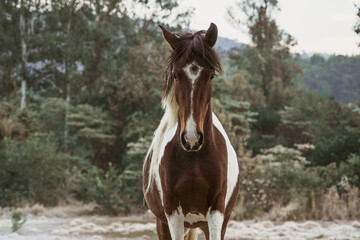 Fototapeta premium Beautiful winter landscape on harsh weather, Monte Alegre do Sul, Sao Paulo, Brasil, 30 July 2021 - lonely horse on field