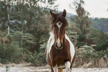 Obraz premium Beautiful winter landscape on harsh weather, Monte Alegre do Sul, Sao Paulo, Brasil, 30 July 2021 - lonely horse on field
