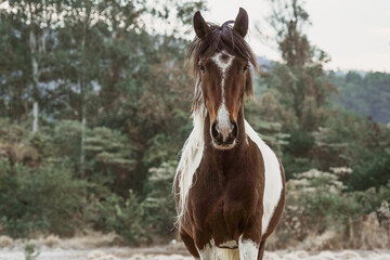 Obraz premium Beautiful winter landscape on harsh weather, Monte Alegre do Sul, Sao Paulo, Brasil, 30 July 2021 - lonely horse on field