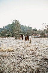 Beautiful winter landscape on harsh weather, Monte Alegre do Sul, Sao Paulo, Brasil, 30 July 2021 - lonely horse on field