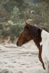 Obraz premium Beautiful winter landscape on harsh weather, Monte Alegre do Sul, Sao Paulo, Brasil, 30 July 2021 - lonely horse on field
