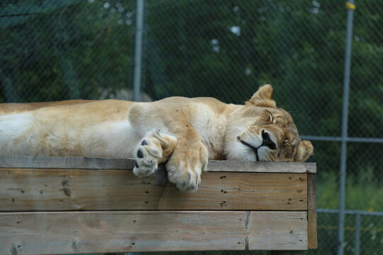 sleeping lioness on a wooden platform