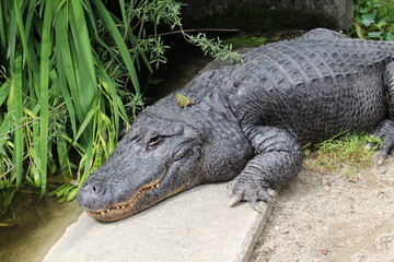 Mississippi alligator (or American alligator, common alligator) lying on the ground. (Alligator mississippiensis)