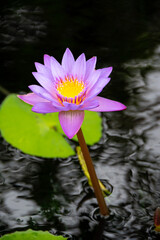 Flor de loto