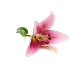 Obraz na płótnie Canvas Beautiful Lily flower isolate on white 