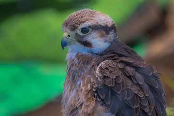 2021-08-09 A CLOSE UP OF YOUNG PEREGRINE FALCON WITH A BLURRY BACKGROUND