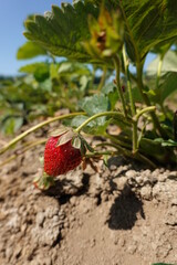 The plants we know as garden strawberries are nearly all cultivars of a hybrid plant known as Fragaria x ananassa, which was first bred during the mid-1700s in France.