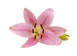 Obraz na płótnie Canvas Beautiful Lily flower isolate on white 