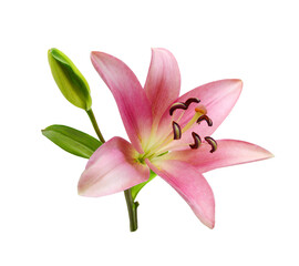 Naklejka na ściany i meble Beautiful Lily flower isolate on white 
