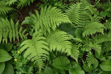 Closeup shot of Japanese lace fern