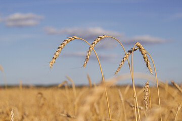 Obraz premium Golden wheat field in summer. Ripe grain ears are ready for harvesting. Summer background.